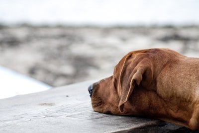 photo of brown coated dog