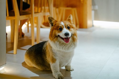 a brown and white dog sitting on top of a floor