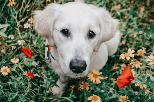 white short coated dog with red and green leash on green grass field