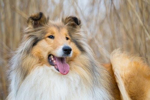 brown and white long coated dog