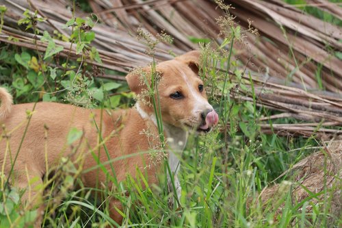 brown and white short coated dog on green grass field during daytime