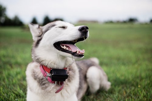 portrait of whtie and black Siberian husky puppy