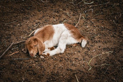A brown and white dog laying on top of a dirt field