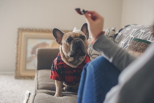 brown pug in blue denim jeans