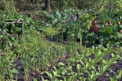 Lush garden with rows of green plants and vegetables.
