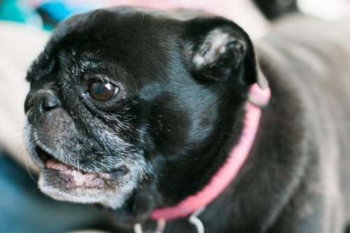 A small black dog with a pink collar