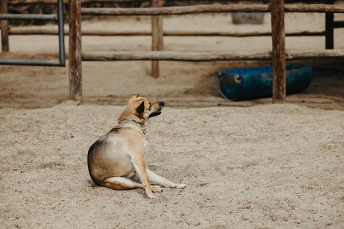 a dog sitting in the sand in a fenced in area