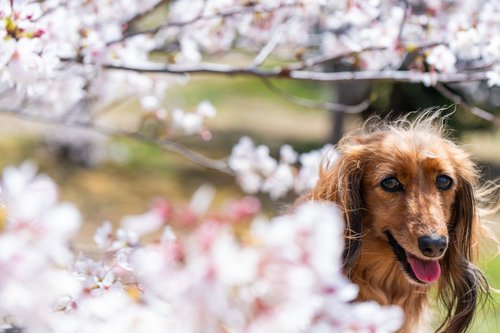A dachshund smiles amidst blooming cherry blossoms.