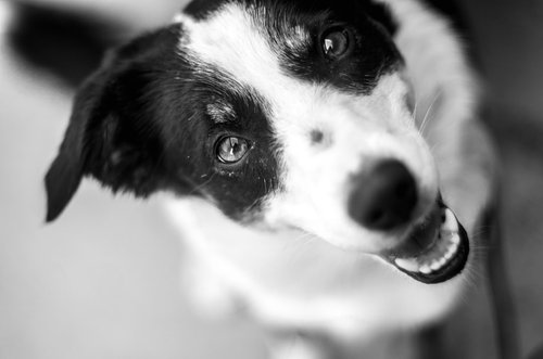A black and white photo of a dog looking up