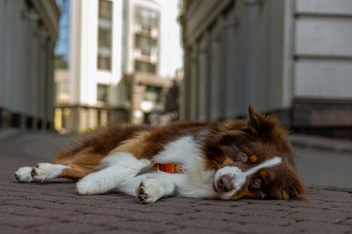 A brown and white dog sleeps on a brick path.