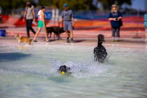Dogs playing fetch in a shallow pool