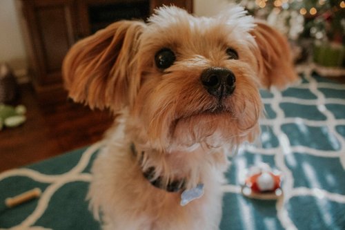 small long-coated beige dog