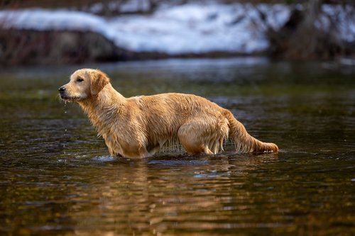 a dog swimming in water