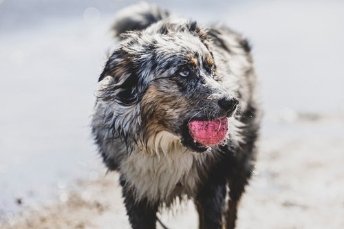 a wet dog walking on the beach with its tongue out