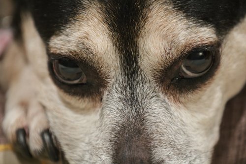 Close-up of a dog's face with dark eyes.