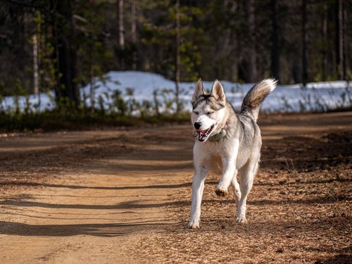 Husky dog running on a dirt path in a forest.