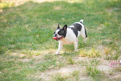 A french bulldog happily runs on the grass.
