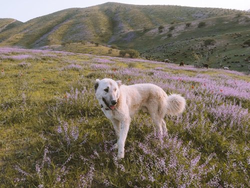 A large dog stands in a field of purple flowers