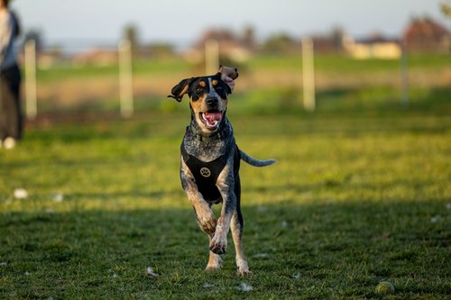 a dog running in a field with a frisbee in its mouth