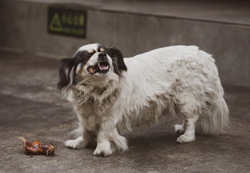 white and black short coated small dog standing on gray concrete floor