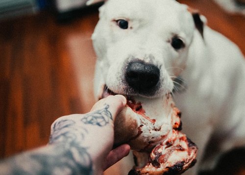 white short coated dog with black tattoo on right hand