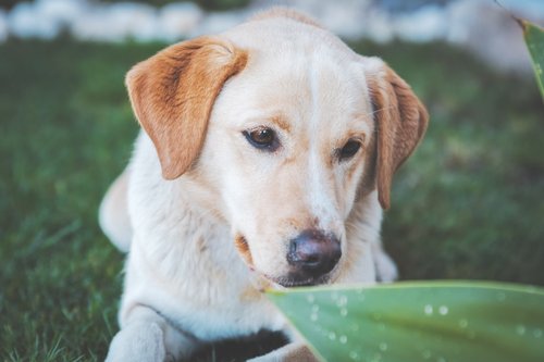 golden retriever lying on grass