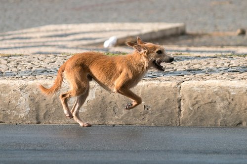 brown short coated dog on gray concrete floor