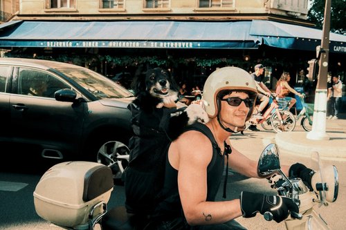 Man and dog riding a scooter through a city street.
