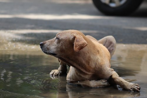 A dog sitting in the middle of a puddle of water