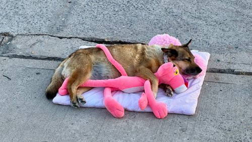 Dog sleeping on pink pillow, hugging pink panther toy.
