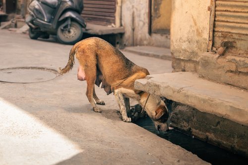A brown dog drinks water from a street gutter.
