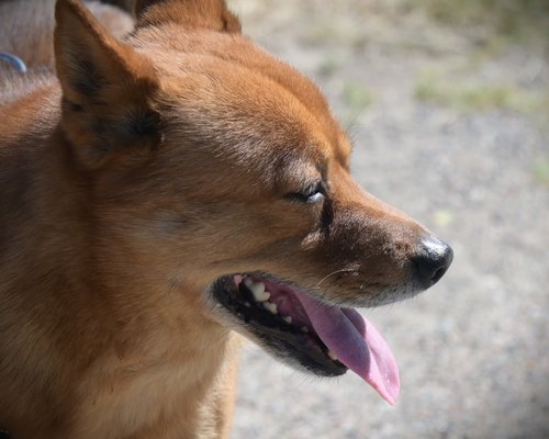A brown dog panting with its tongue out.