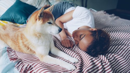A dog naps beside a sleeping person.