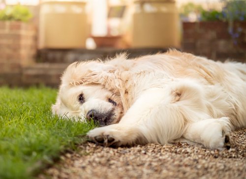 golden retriever lying on green grass during daytime