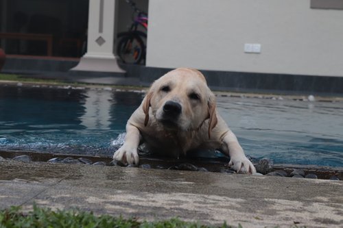 a dog laying in a pool of water