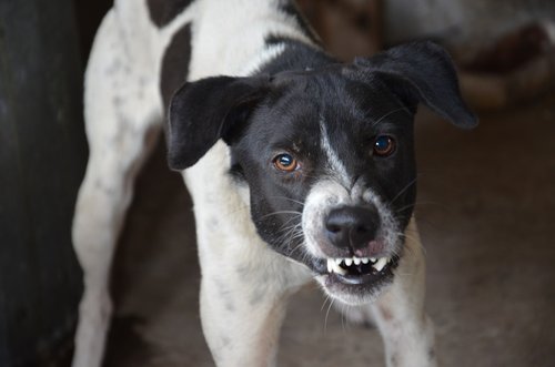 black and white short coated medium sized dog