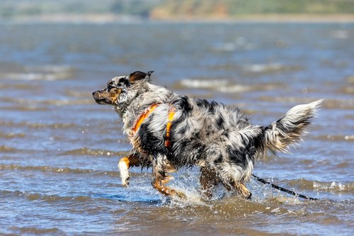a dog running through the water with a frisbee in its mouth