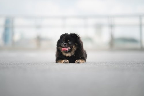 a small black and brown dog laying on the ground
