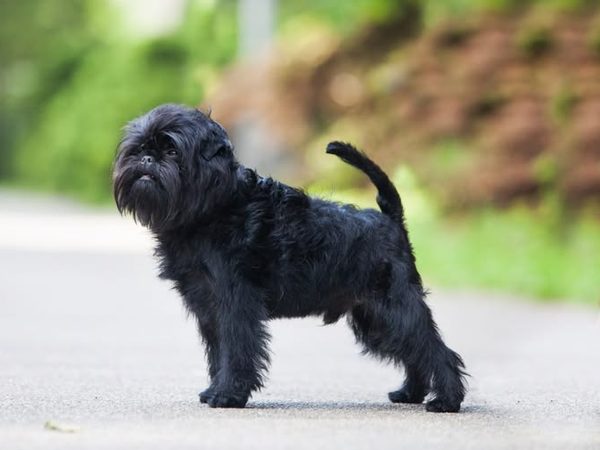 Affenpinscher