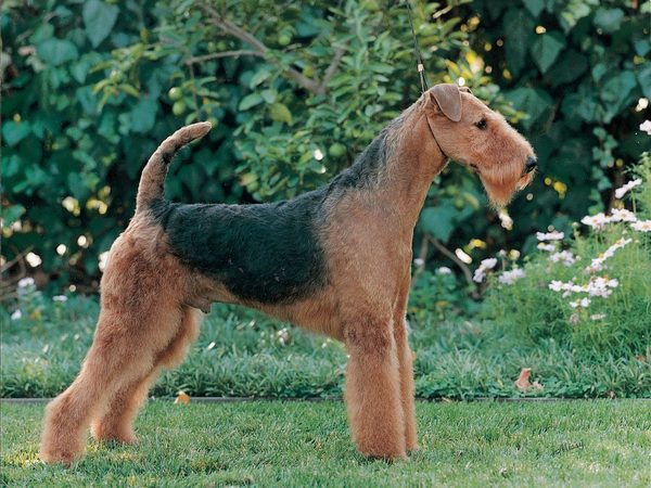Airedale Terrier