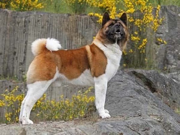 Akita Américain