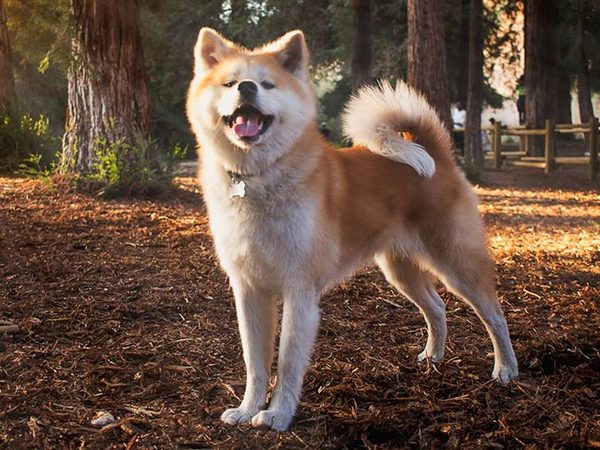 Akita Inu