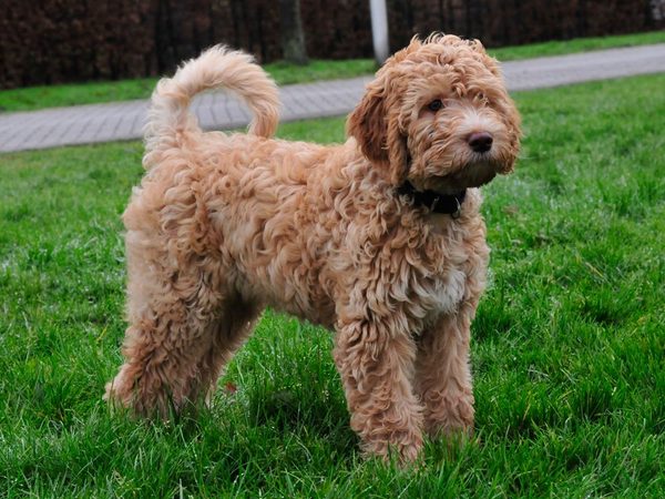 Barbet