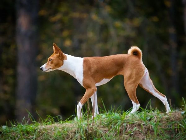 Basenji