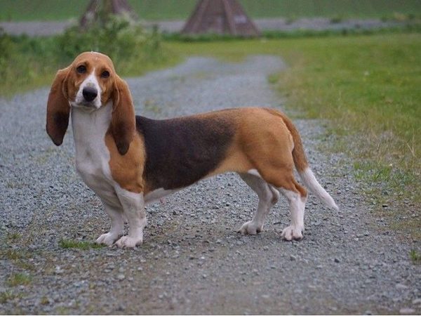 Basset Artésien Normand