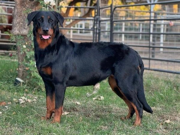 Beauceron