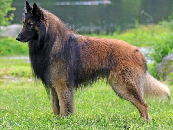 Berger Belge Tervueren