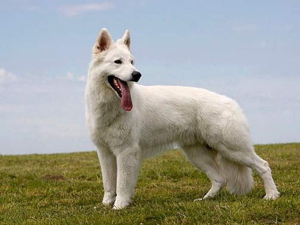 Berger Blanc Suisse