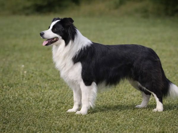 Border Collie