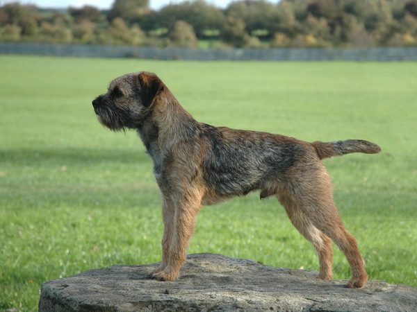 Border Terrier
